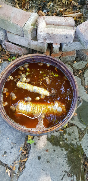 Wandel binnen: in het land van vuur, lokale planten & weefsel