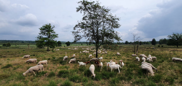 Master Class Spinning from farm to fabric: (hand) spinnen uit lokale rassen 2023 - 2024 - Herbalana
