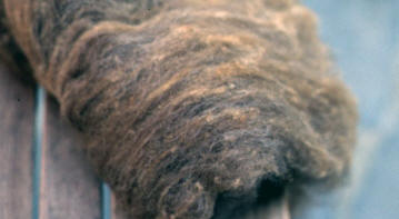 Hoe kaard je je eigen wol ? Een workshop voor spinners